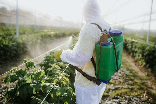Wasp Removal Services in Charleston, AR